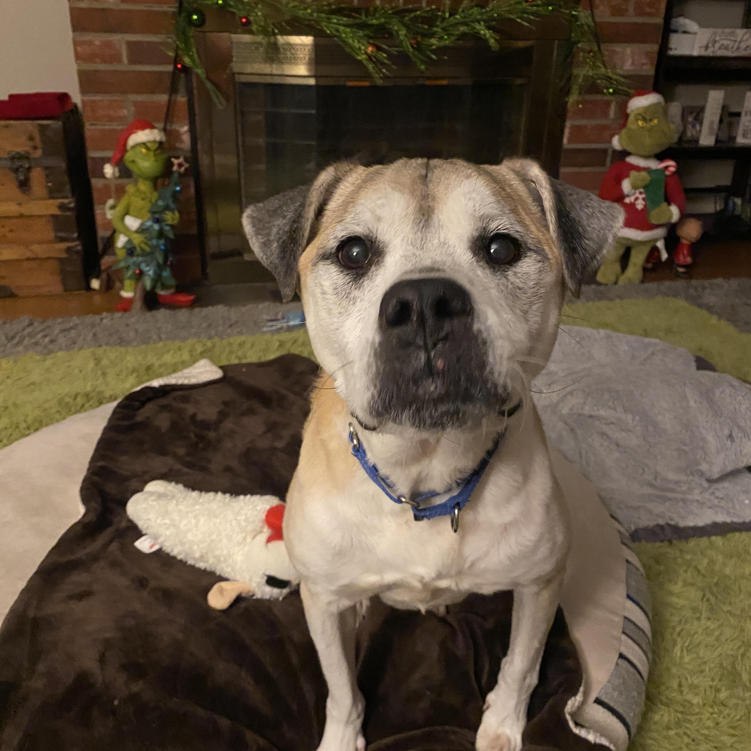 Enlarge Heimdall, a Adoptable mixed breed in Elyria, OH image 1/6