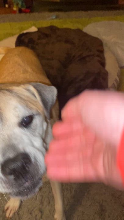 Enlarge Heimdall, a Adoptable mixed breed in Elyria, OH video 5/6