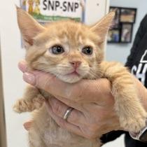 Enlarge Reggie, a Adoptable Domestic Short Hair in Greensboro, GA image 1/1