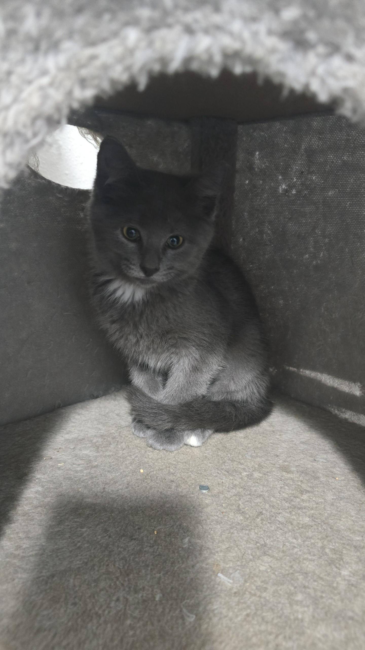 Cierra, Adoptable, Young Female Domestic Short Hair.