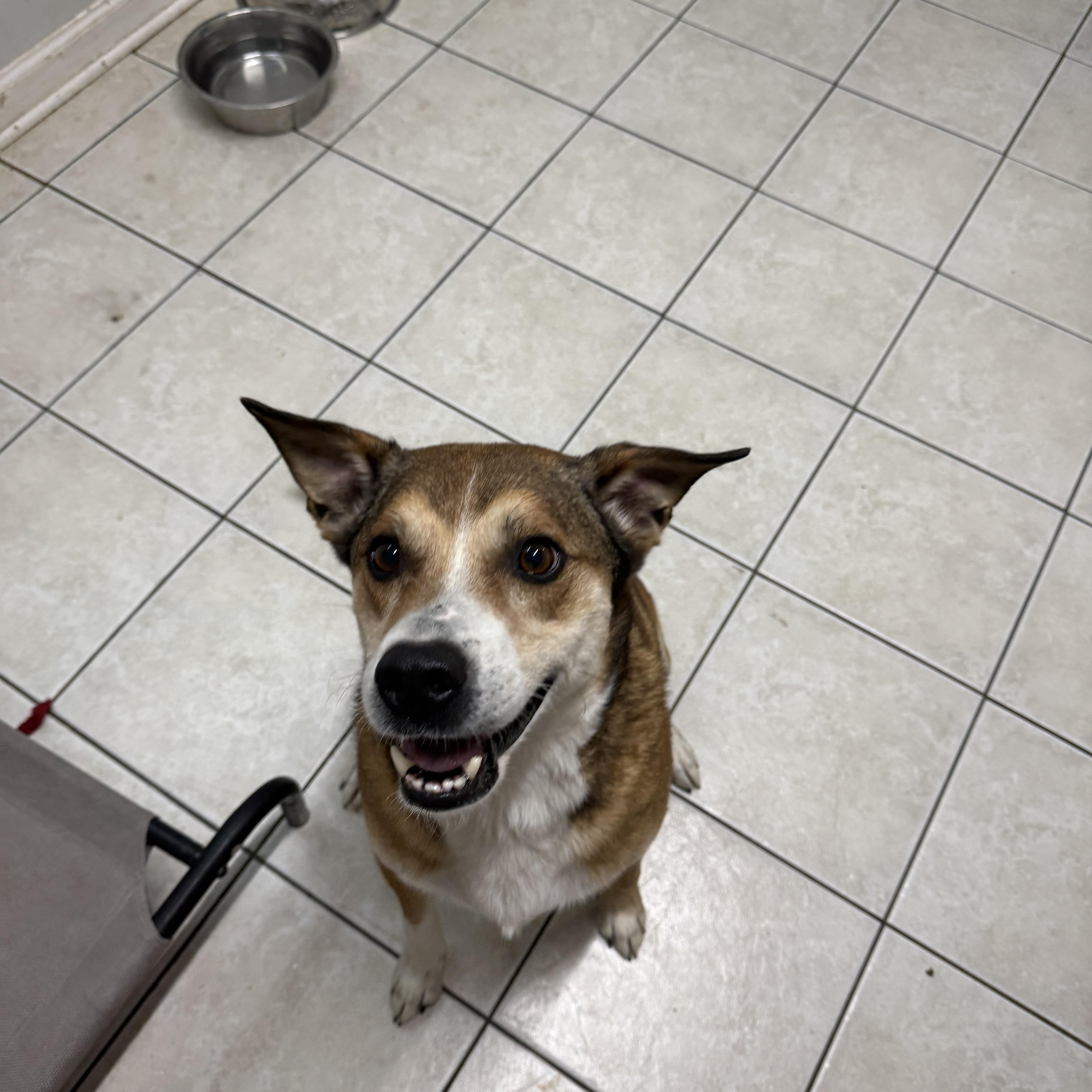 CJ, Adoptable, Adult Male Hound.