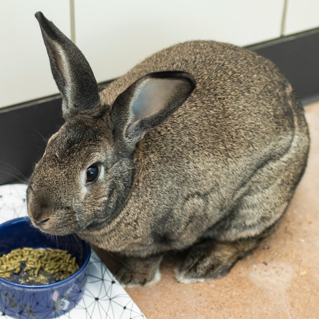 Binx, Adoptable, Adult Male New Zealand.