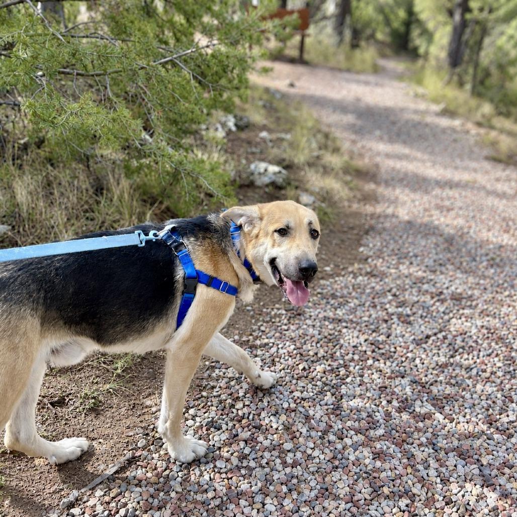 Enlarge Zuko, a Adoptable mixed breed in Glenwood Springs, CO image 1/6