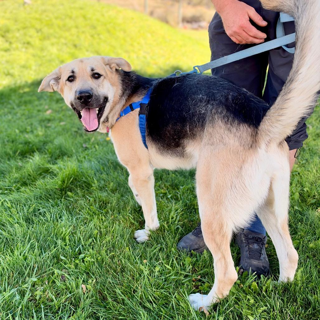 Enlarge Zuko, a Adoptable mixed breed in Glenwood Springs, CO image 2/6