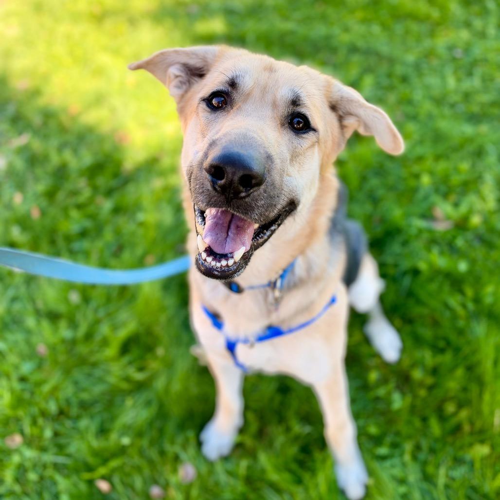 Enlarge Zuko, a Adoptable mixed breed in Glenwood Springs, CO image 3/6