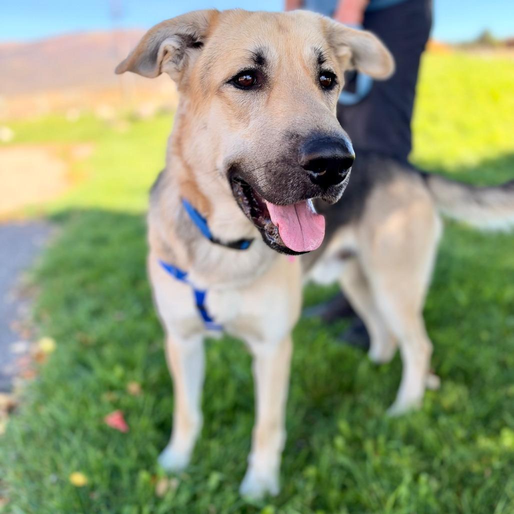 Enlarge Zuko, a Adoptable mixed breed in Glenwood Springs, CO image 4/6