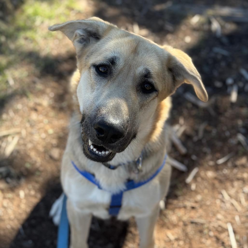 Enlarge Zuko, a Adoptable mixed breed in Glenwood Springs, CO image 5/6