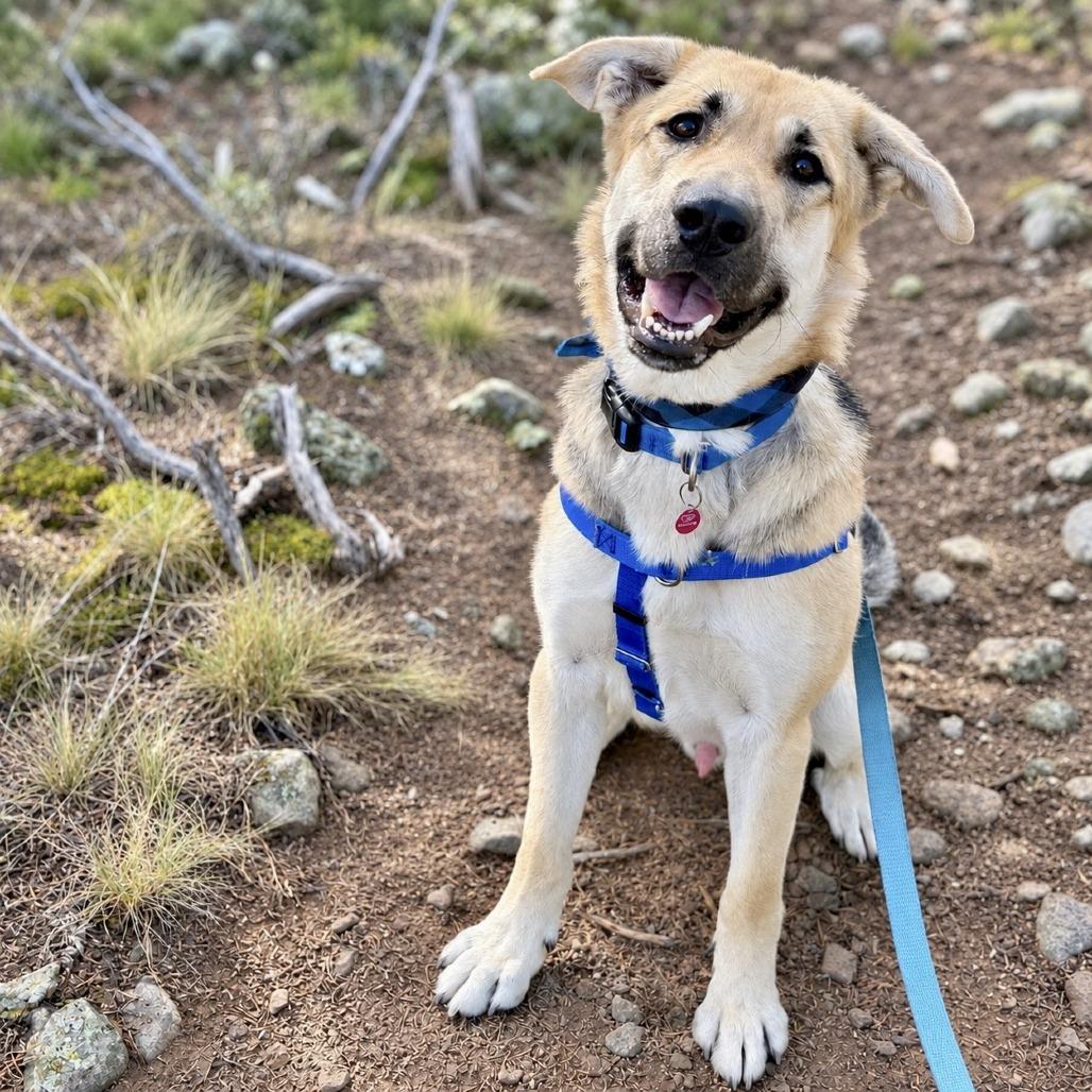 Enlarge Zuko, a Adoptable mixed breed in Glenwood Springs, CO image 6/6