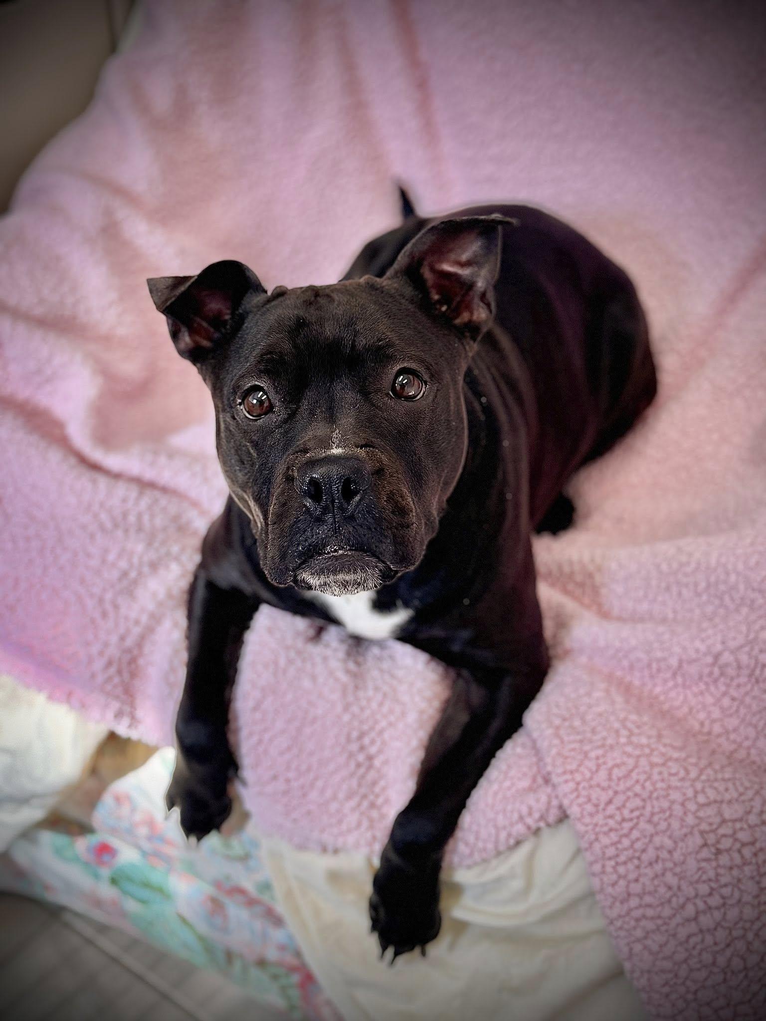 Flower, a ADOPTABLE mixed breed in Long Beach, NY image 3/3