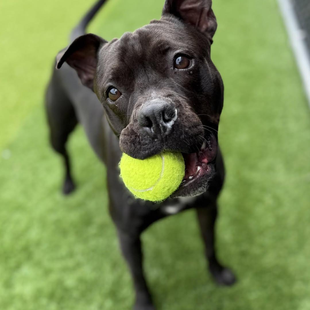 Flower, ADOPTABLE, Young Female Pit Bull Terrier.