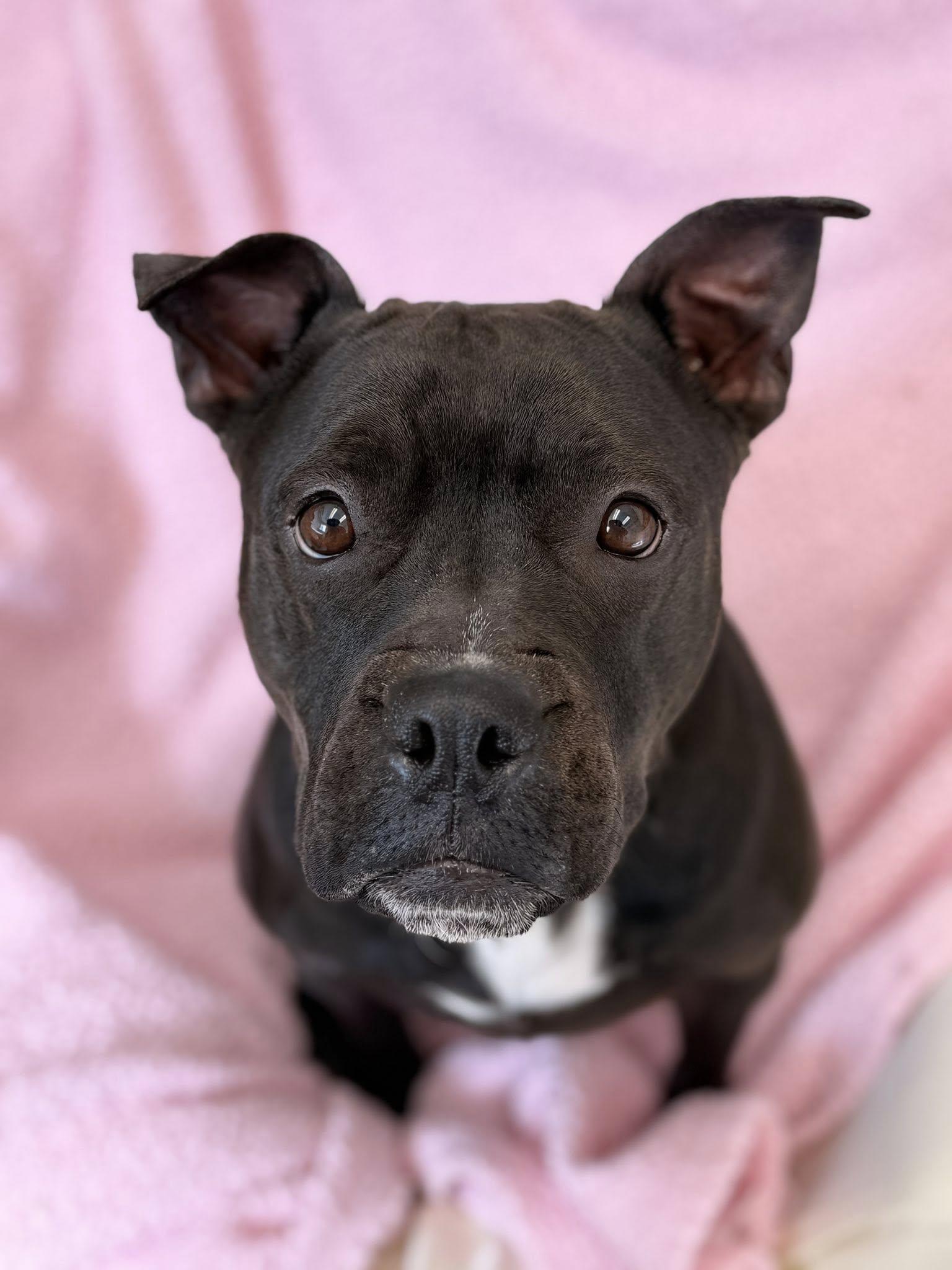 Flower, a ADOPTABLE mixed breed in Long Beach, NY image 1/3