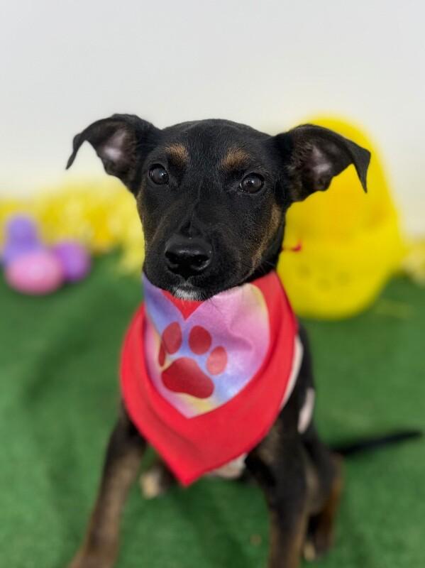 Enlarge Bellota, a Adoptable mixed breed in Menlo Park, CA image 1/1