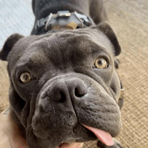 Enlarge Rambo, a Adoptable mixed breed in Austin, TX image 2/5