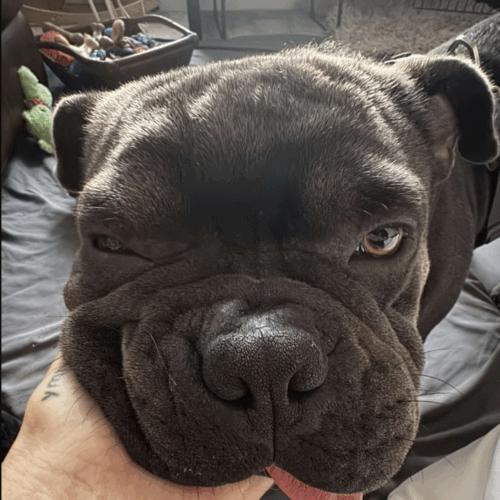 Enlarge Rambo, a Adoptable mixed breed in Austin, TX image 3/5