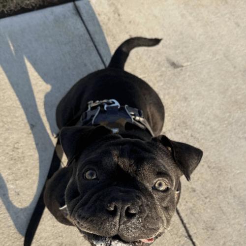 Enlarge Rambo, a Adoptable mixed breed in Austin, TX image 4/5