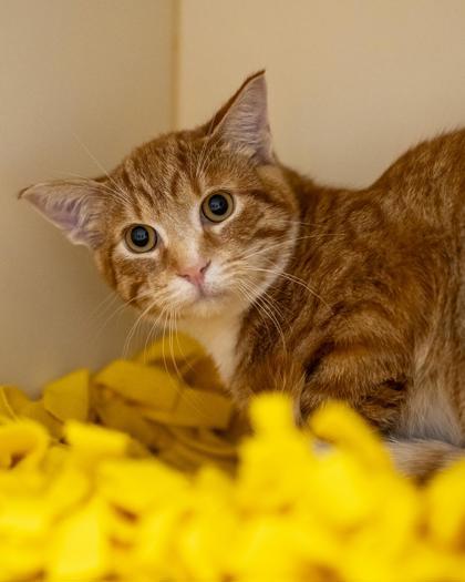 DJ, Adoptable, Kitten Male Domestic Short Hair & Domestic Short Hair.