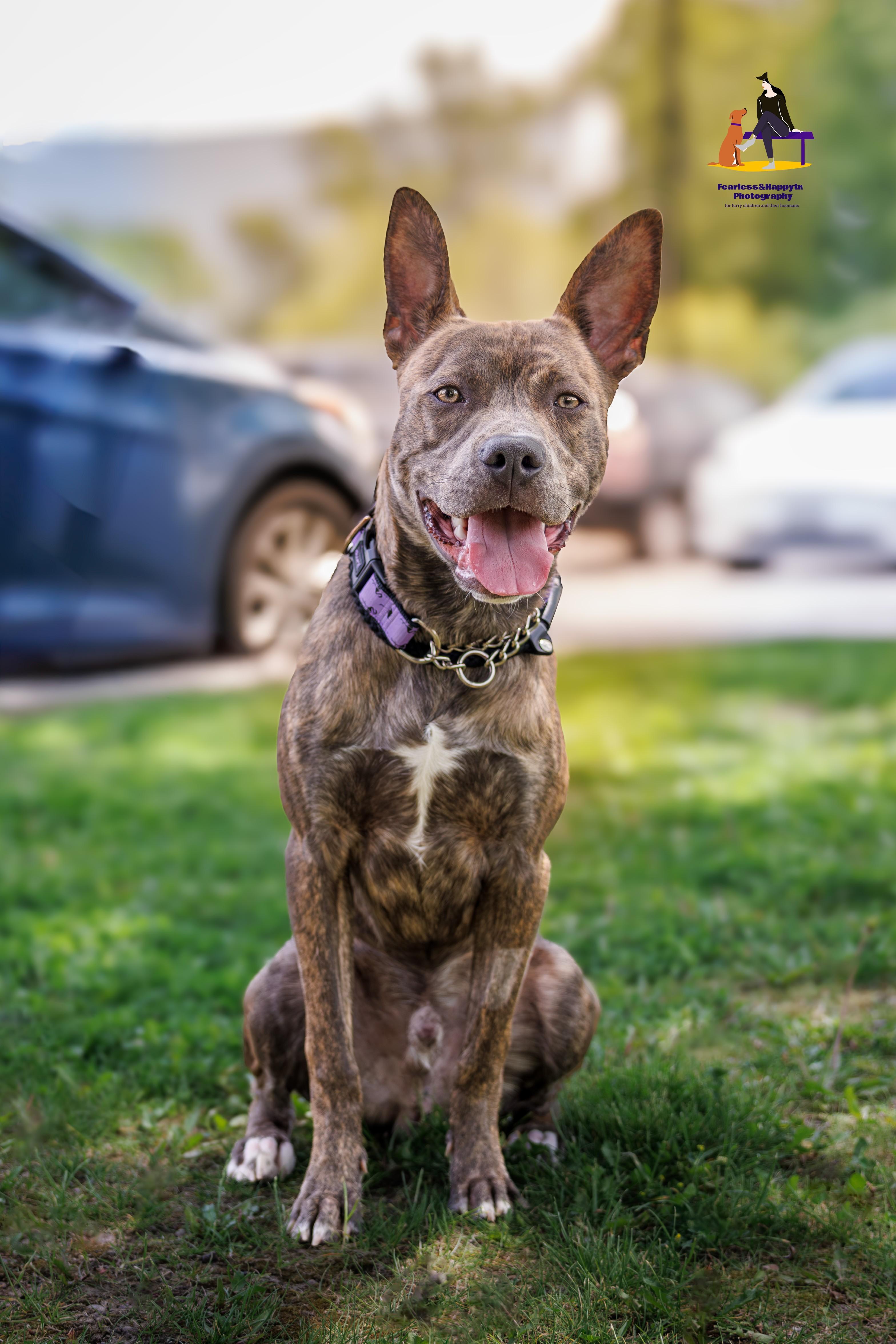 Tracker, adoptable, Young Male Australian Cattle Dog / Blue Heeler.