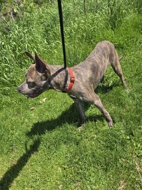 Enlarge Tracker, an adoptable mixed breed in Hamilton, ON image 4/5