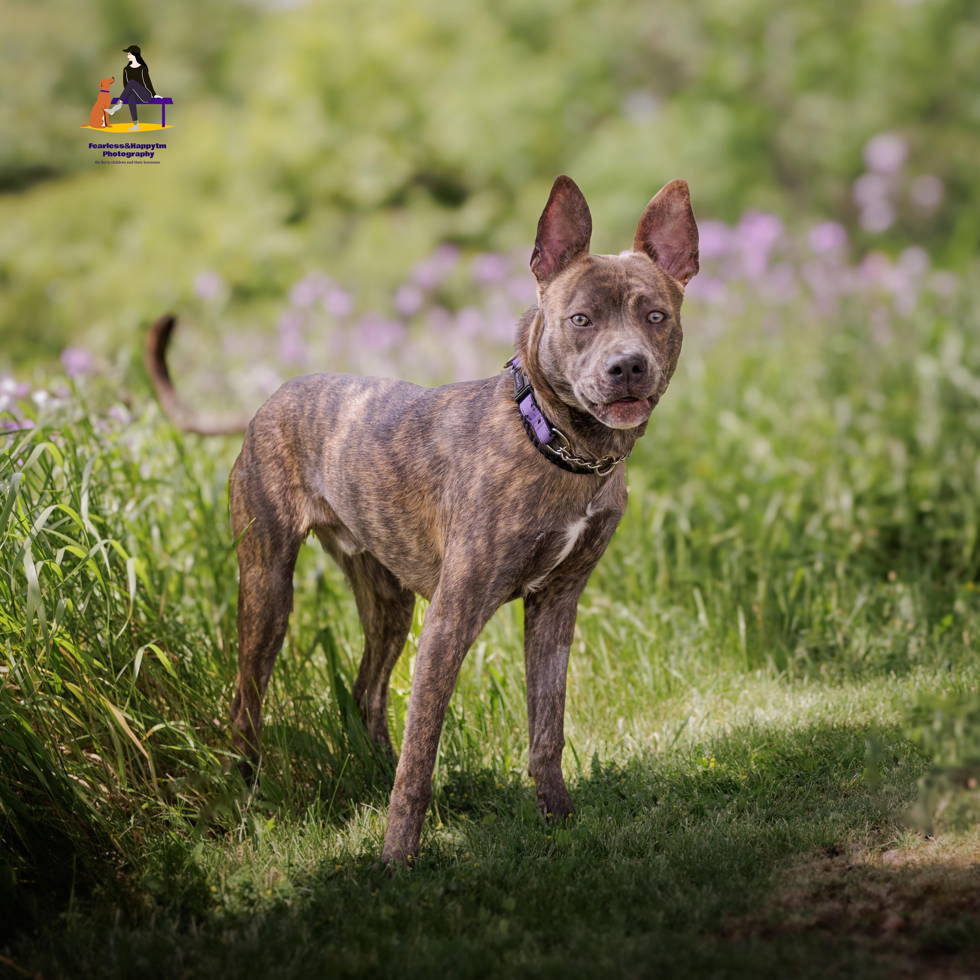 Enlarge Tracker, an adoptable mixed breed in Hamilton, ON image 2/5