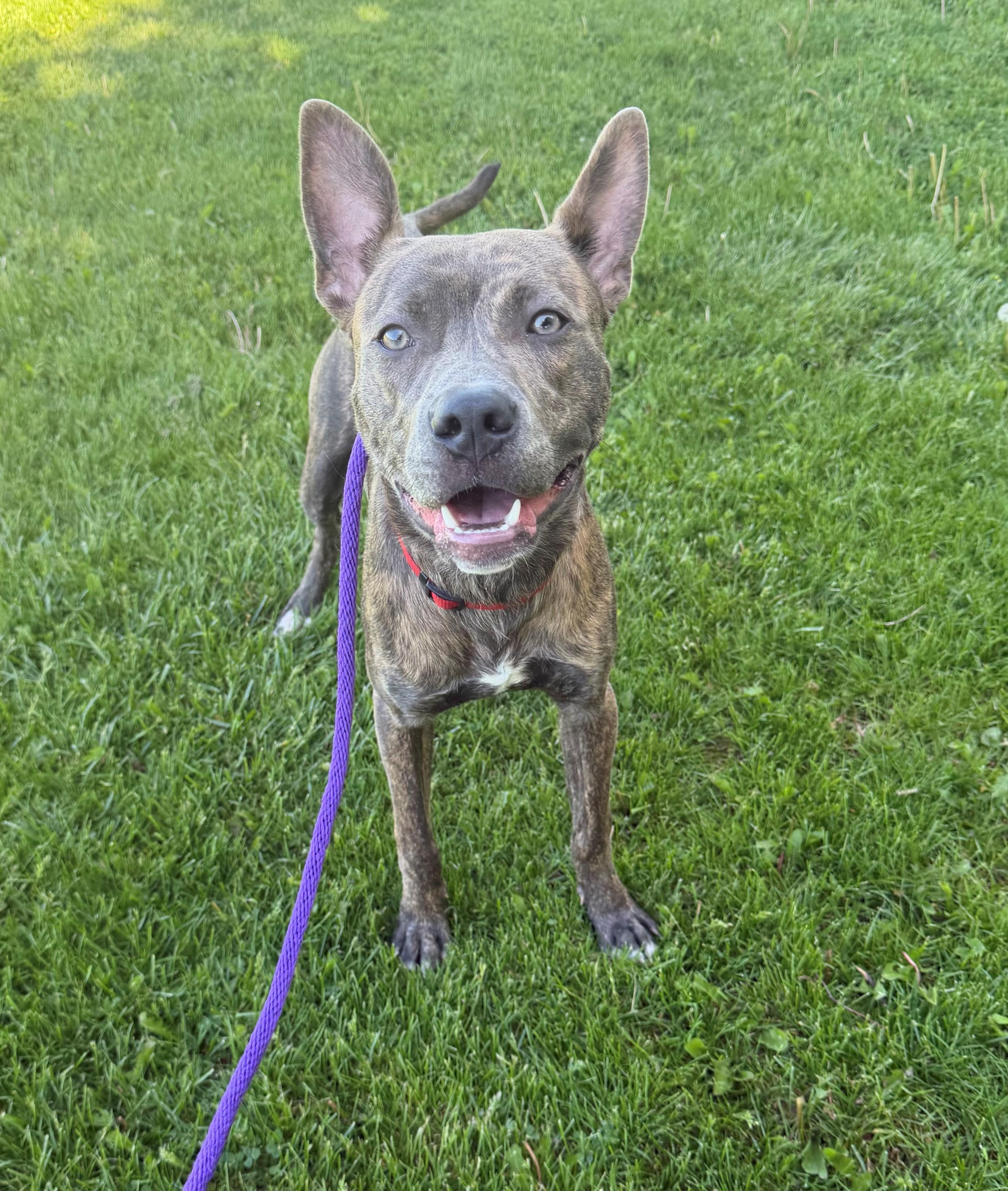 Tracker, adoptable, Young Male Australian Cattle Dog / Blue Heeler.