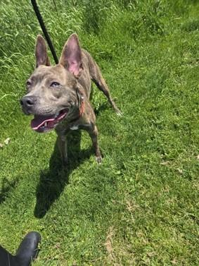 Enlarge Tracker, an adoptable mixed breed in Hamilton, ON image 5/5