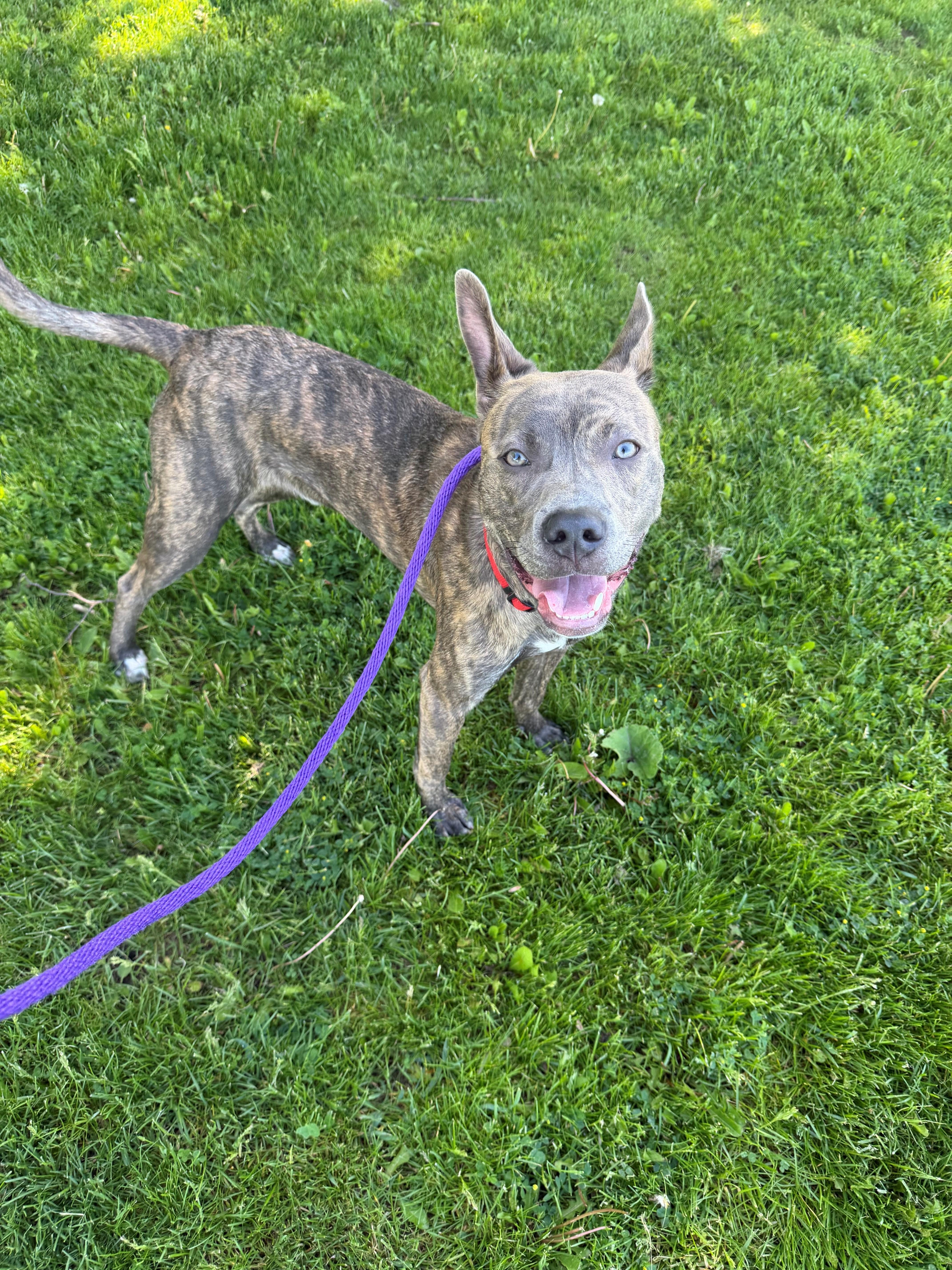 Enlarge Tracker, an adoptable mixed breed in Hamilton, ON image 2/5