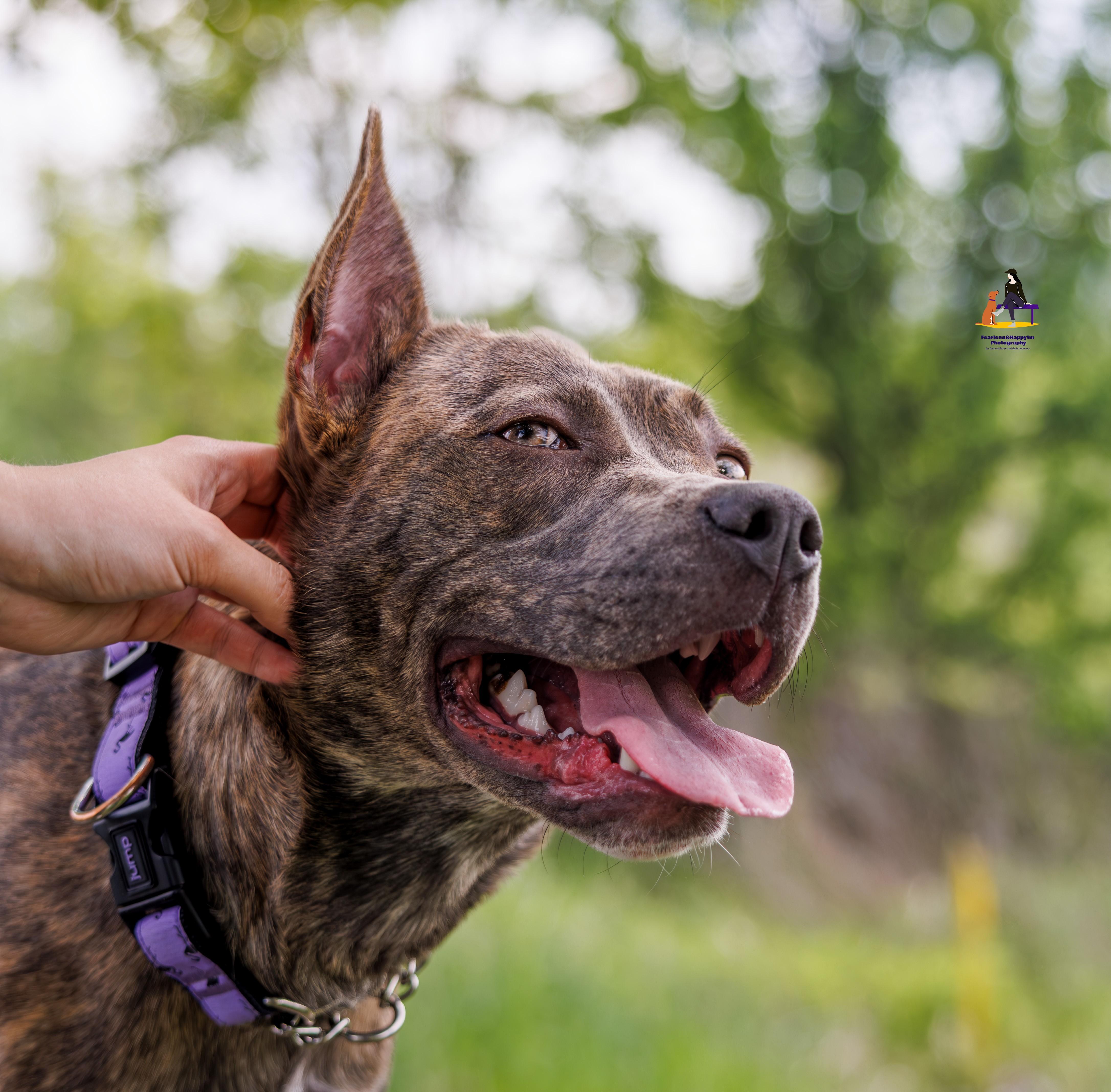 Enlarge Tracker, an adoptable mixed breed in Hamilton, ON image 3/5