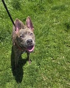 Enlarge Tracker, an adoptable mixed breed in Hamilton, ON image 3/5