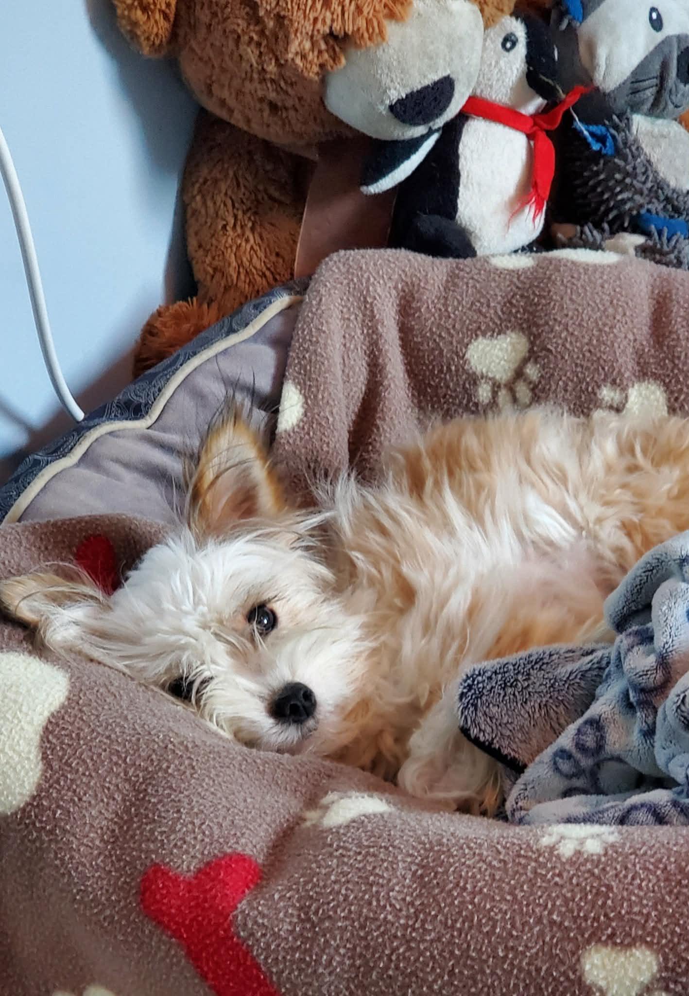 Enlarge Peach, a ADOPTABLE mixed breed in Calgary, AB image 6/6