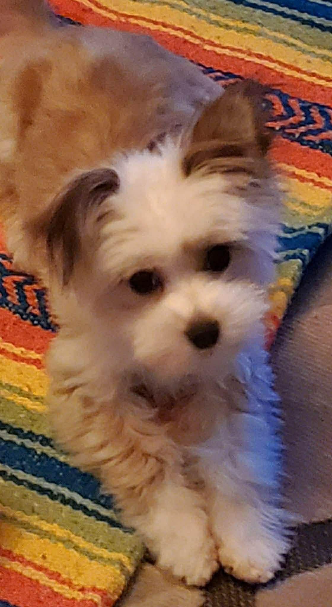 Peach, ADOPTABLE, Young Female Coton de Tulear & Pomeranian.