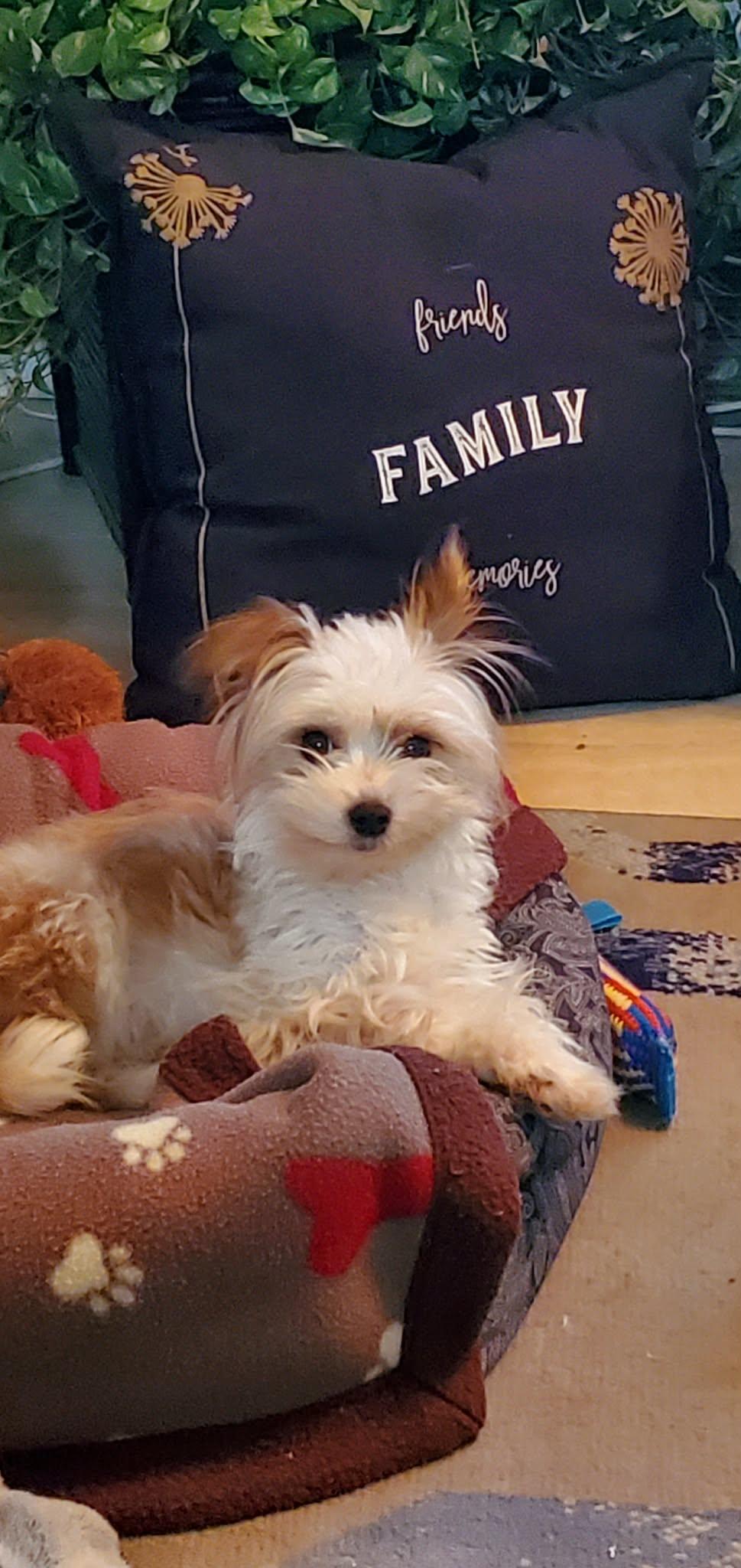 Enlarge Peach, a ADOPTABLE mixed breed in Calgary, AB image 5/6