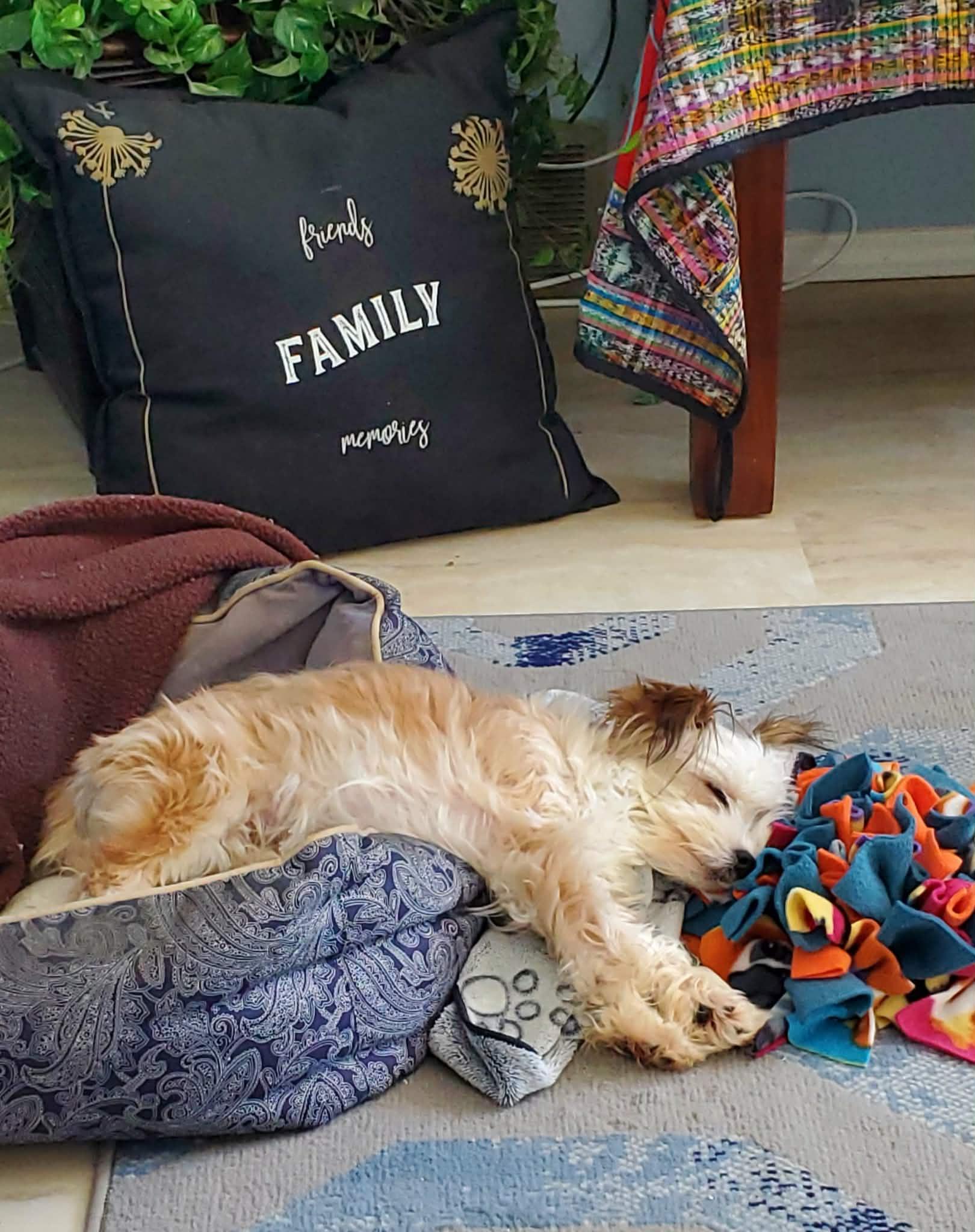 Enlarge Peach, a ADOPTABLE mixed breed in Calgary, AB image 2/6