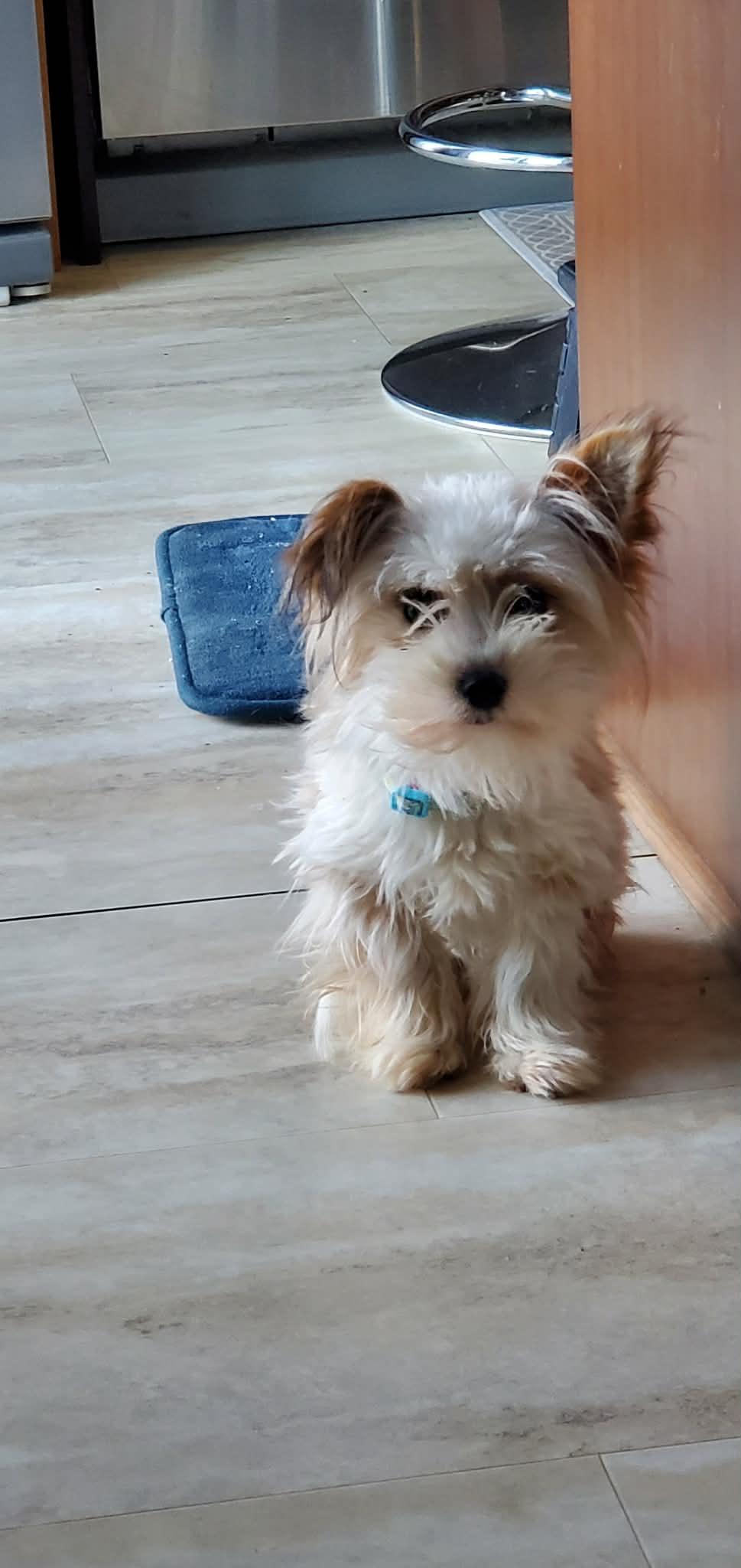 Enlarge Peach, a ADOPTABLE mixed breed in Calgary, AB image 4/6