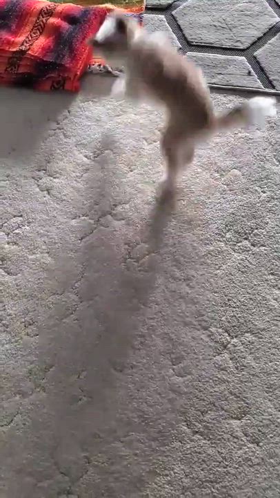 Enlarge Peach, a ADOPTABLE mixed breed in Calgary, AB video 3/6