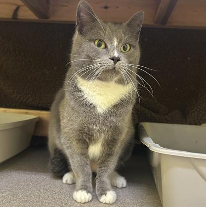 Enlarge Breeze, a Adoptable mixed breed in East Montpelier, VT image 1/2