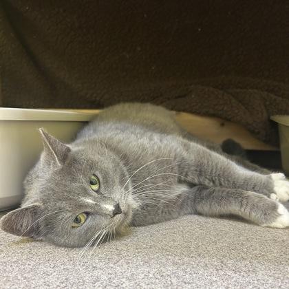 Enlarge Breeze, a Adoptable mixed breed in East Montpelier, VT image 2/2