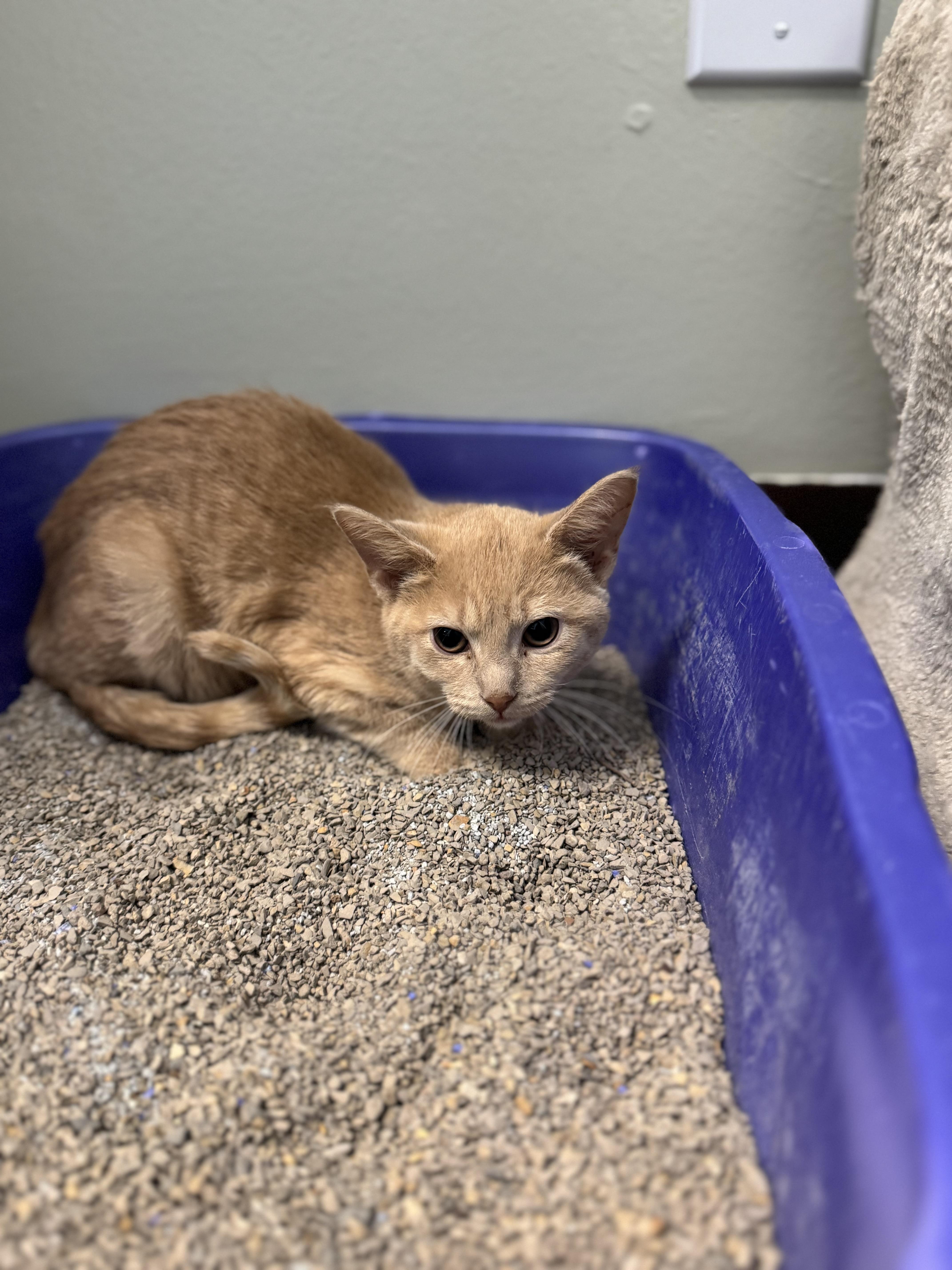 Hera, ADOPTABLE, Kitten Female Domestic Short Hair.