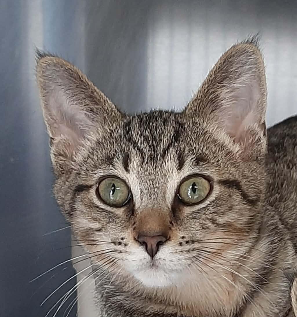 Enlarge Carlotta, a Adoptable Domestic Short Hair in Georgetown, OH image 2/3