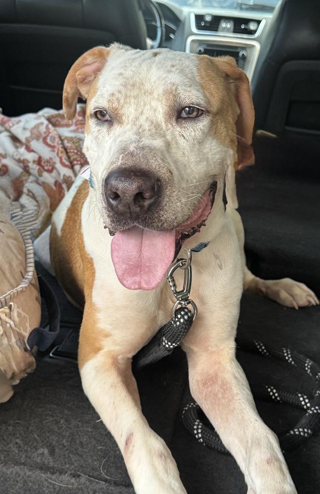 Milo, a Adoptable mixed breed in Denver, CO image 1/6