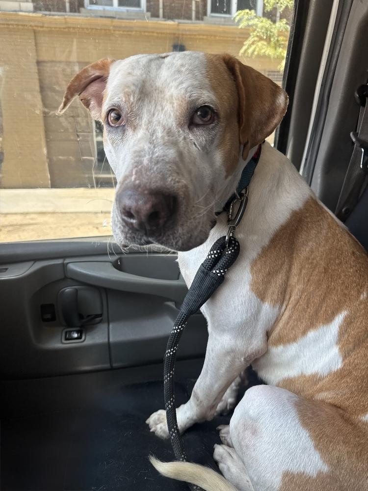 Enlarge Manny, a Adoptable mixed breed in Denver, CO image 2/6