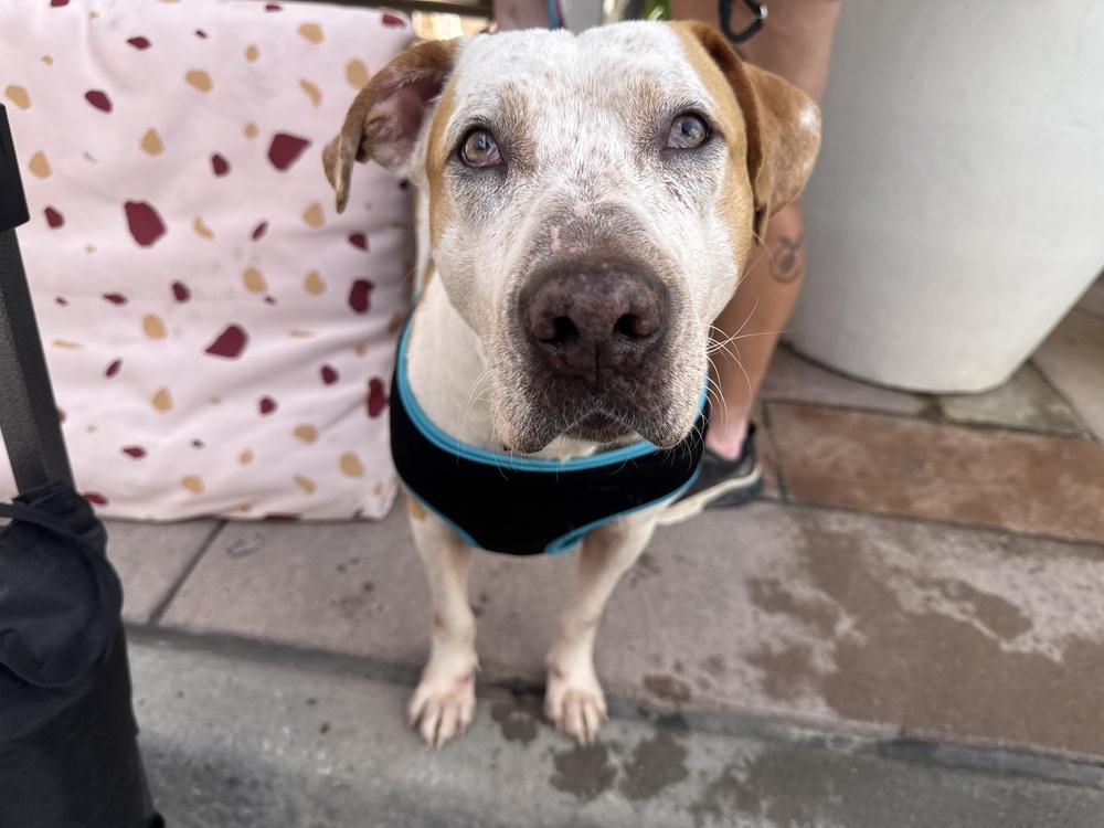Enlarge Manny, a Adoptable mixed breed in Denver, CO image 3/6