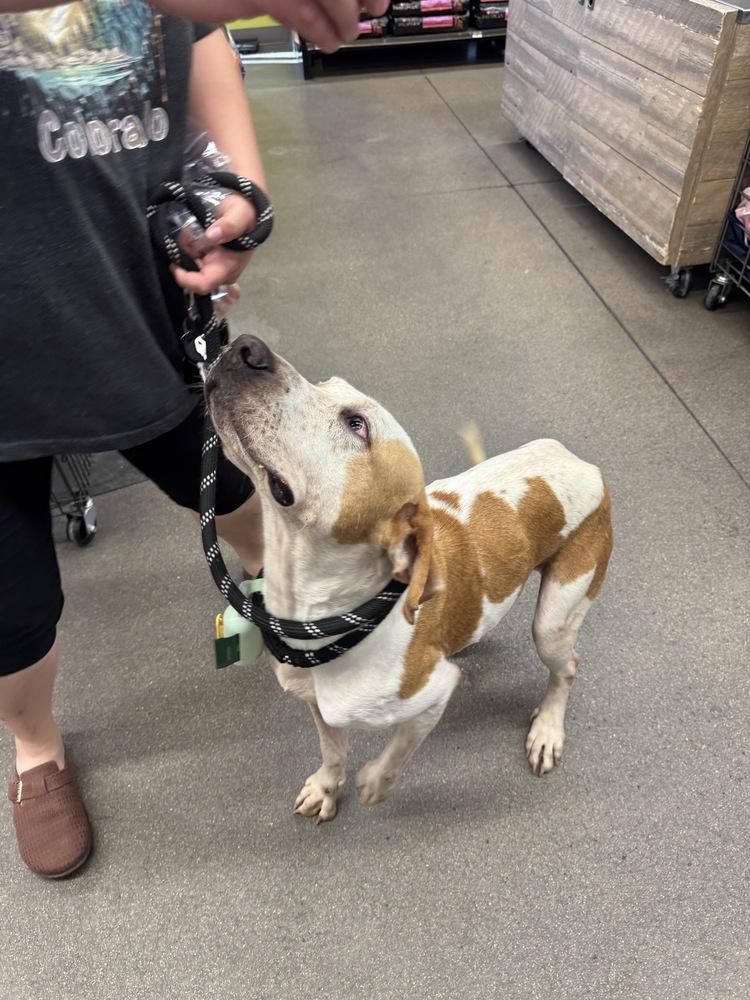 Milo, a Adoptable mixed breed in Denver, CO image 2/6