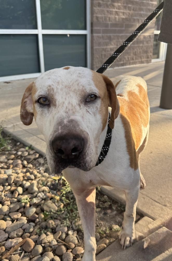Milo, a Adoptable mixed breed in Denver, CO image 3/6