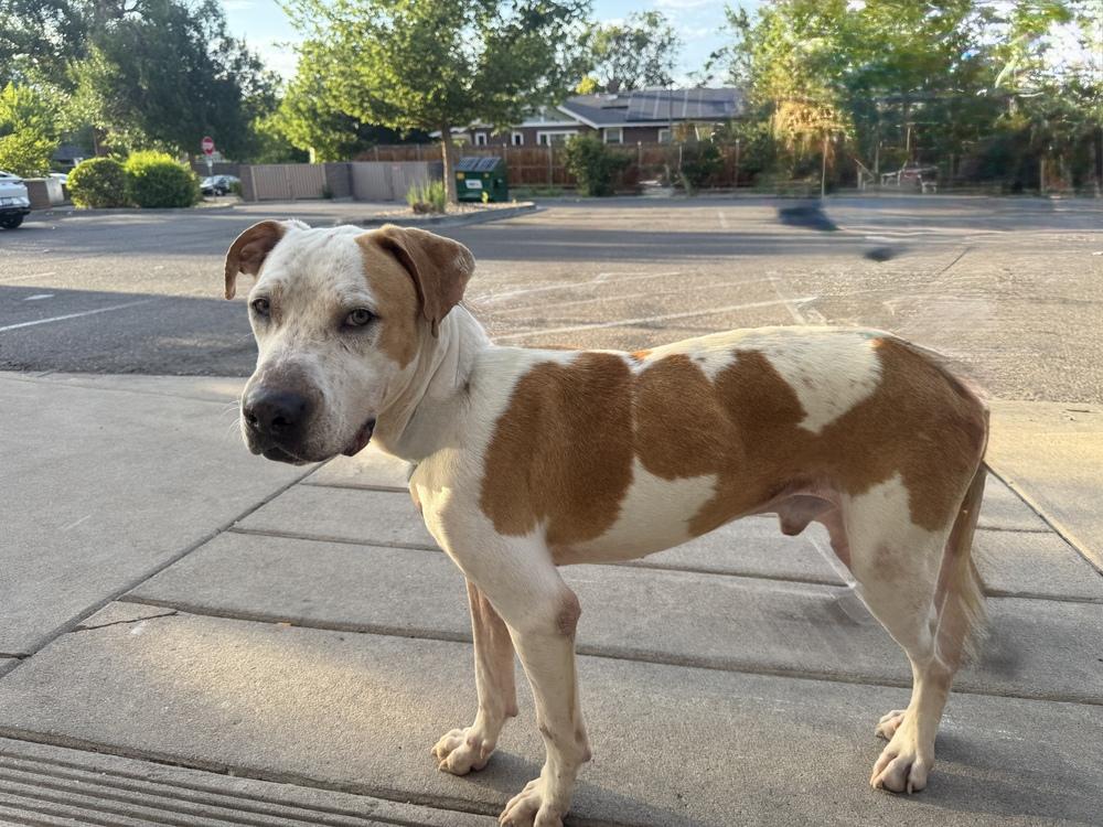 Milo, a Adoptable mixed breed in Denver, CO image 4/6
