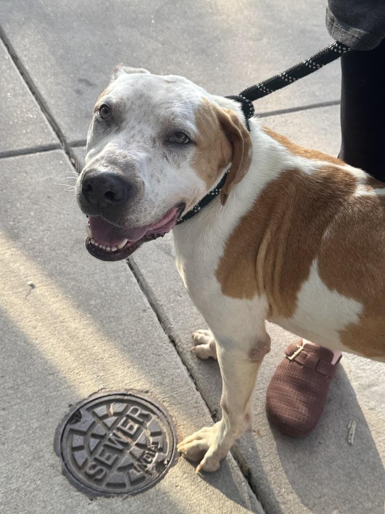 Milo, a Adoptable mixed breed in Denver, CO image 5/6