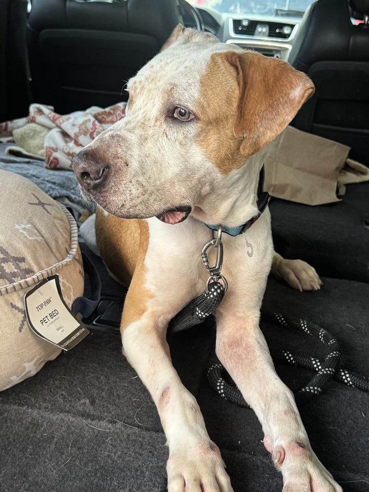 Milo, a Adoptable mixed breed in Denver, CO image 6/6
