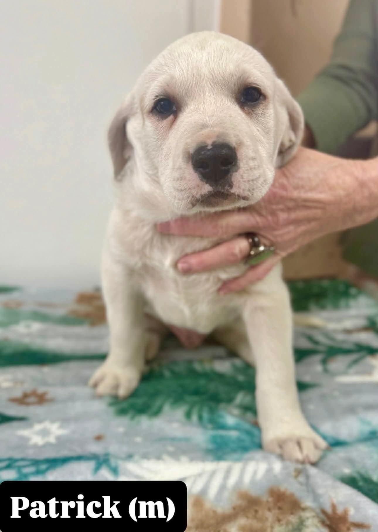 Patrick, Adoptable, Puppy Male Labrador Retriever & Great Pyrenees.