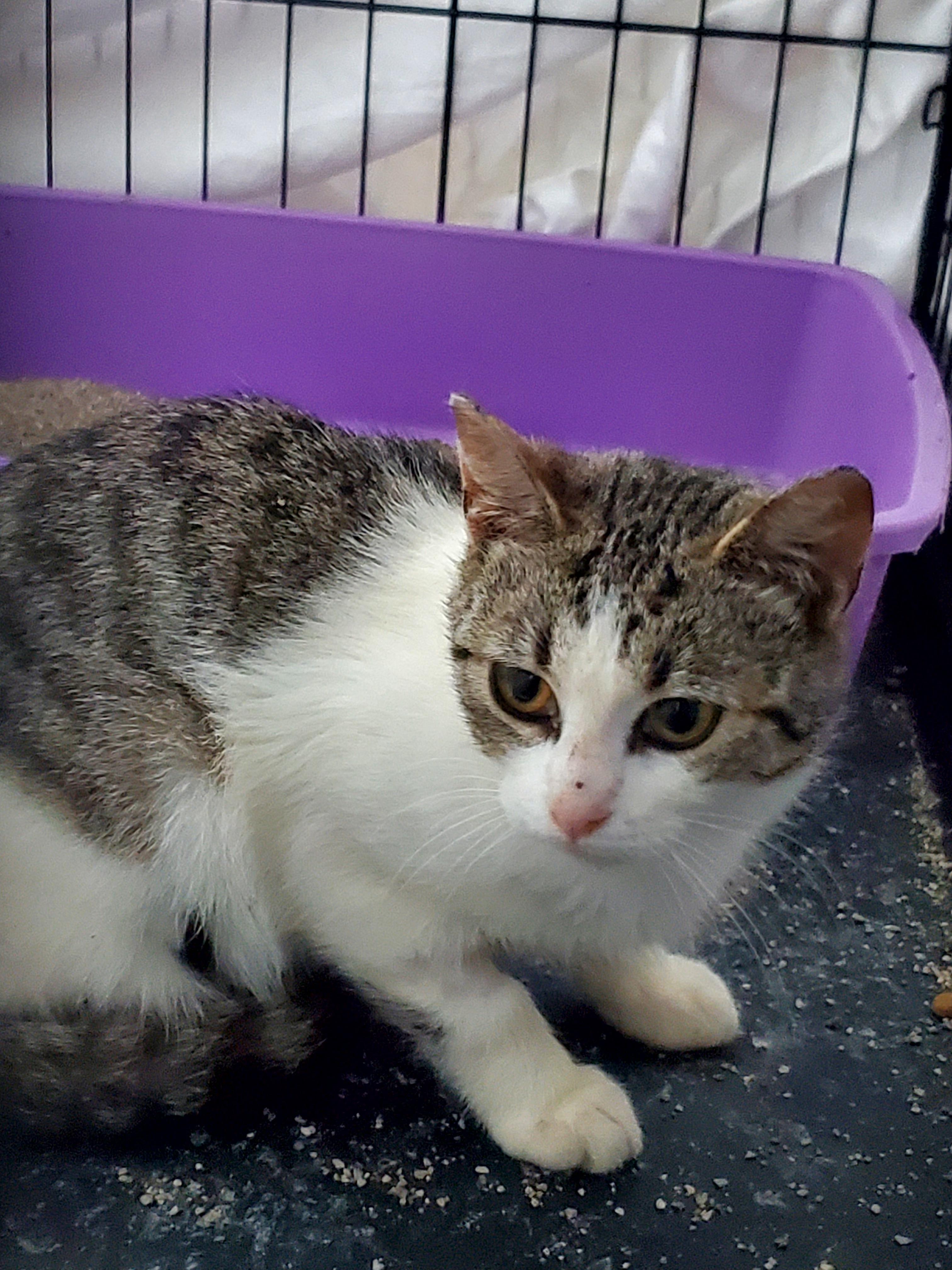 Enlarge Barn kitty- Female, a Adopted Domestic Short Hair in Gladwin, MI image 2/3