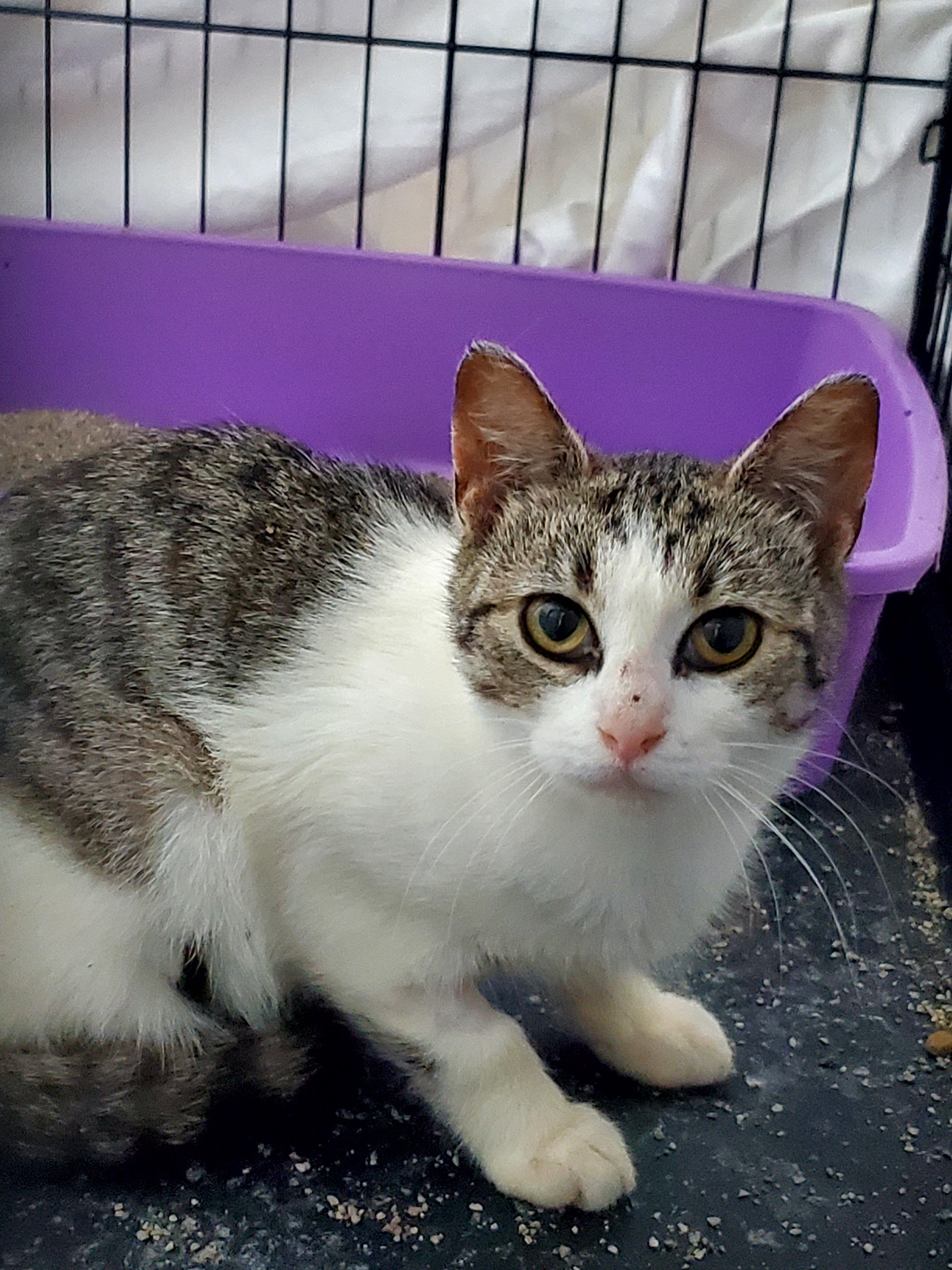 Enlarge Barn kitty- Female, a Adopted Domestic Short Hair in Gladwin, MI image 1/3