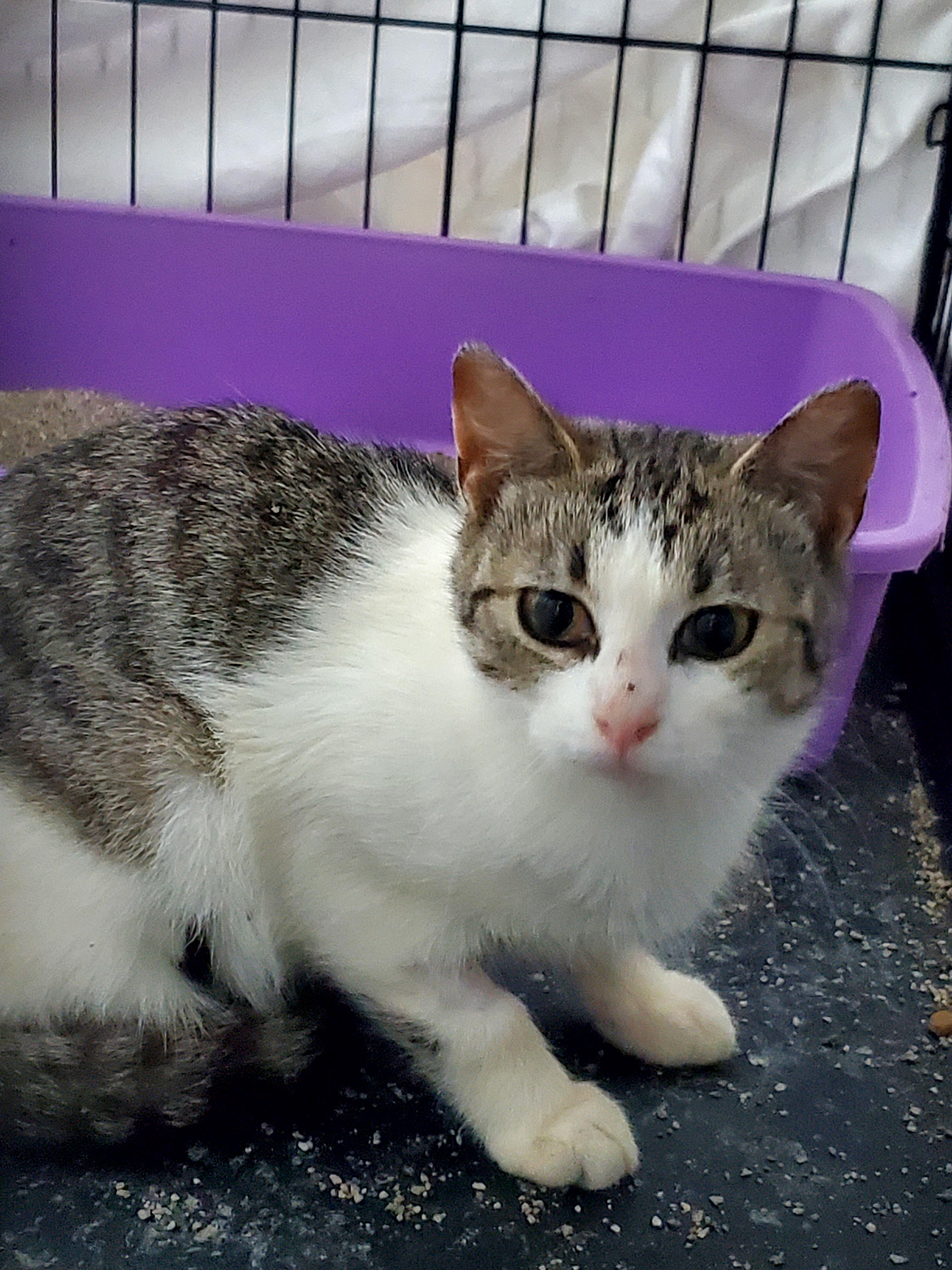 Enlarge Barn kitty- Female, a Adopted Domestic Short Hair in Gladwin, MI image 3/3